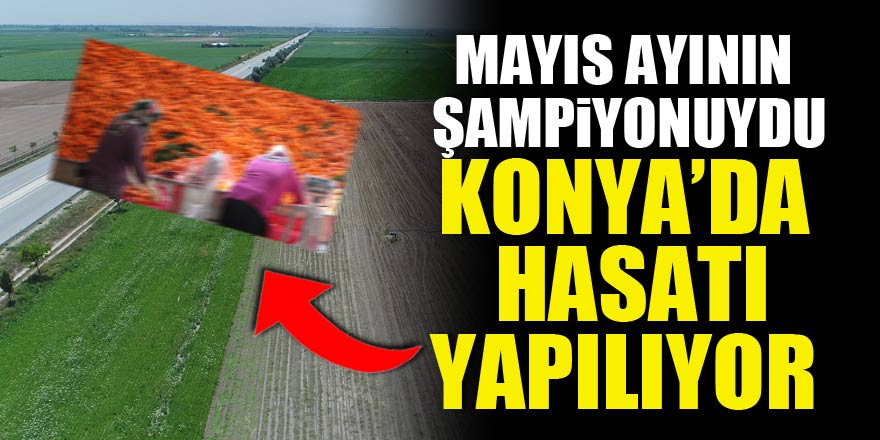 Mayıs ayının zam şampiyonuydu! Konyada hasatı yapılıyor