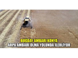 Buğday ambarı Konya Ovası, arpa ambarı olma yolunda ilerliyor