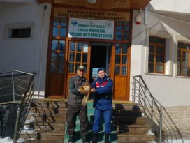 Yaralı bulunan kızıl şahine jandarmadan şefkat eli