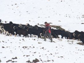 Keçi sürülerinin kar üstündeki yürüyüşü