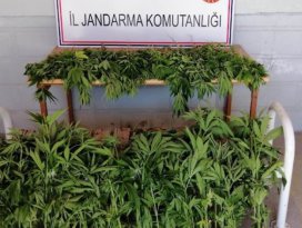 Konya’da jandarmadan kenevir operasyonu