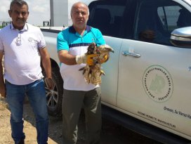 Yaralı şahin koruma altına alındı