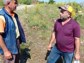 Toroslarda mor mantar toplama zamanı