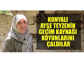 Konyalı Ayşe teyzenin geçim kaynağı koyunlarını çaldılar
