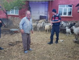 Konyada kaybolan koyunları jandarma buldu