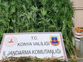 Beyşehirde 210 kök Hint keneviri ele geçirildi