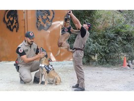 Cadı, Pars ve Tipi, Hakkaride uyuşturucuya geçit vermiyor