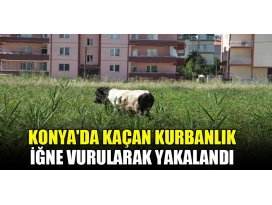 Konyada kaçan kurbanlık iğne vurularak yakalandı