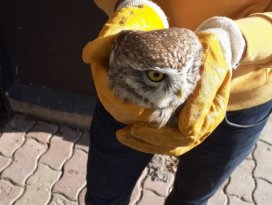 Yaralı bulunan baykuş tedavi altına alındı