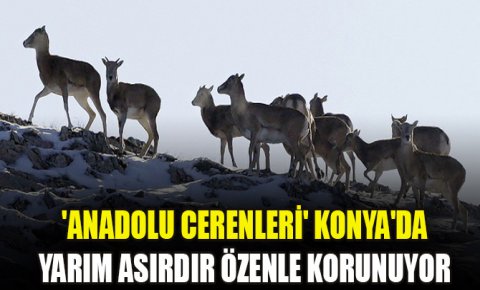 Anadolu cerenleri Konyada yarım asırdır özenle korunuyor