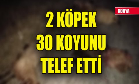 Konyada 2 köpek 30 koyunu telef etti