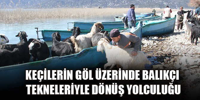 Keçilerin göl üzerinde balıkçı tekneleriyle dönüş yolculuğu