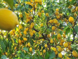 Limon ihracatı ön izne bağlandı