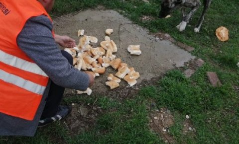 Akşehir’de sokak hayvanlarına mama desteği