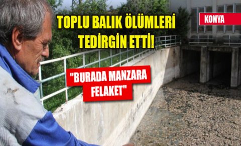 Toplu balık ölümleri tedirgin etti! Burada manzara felaket