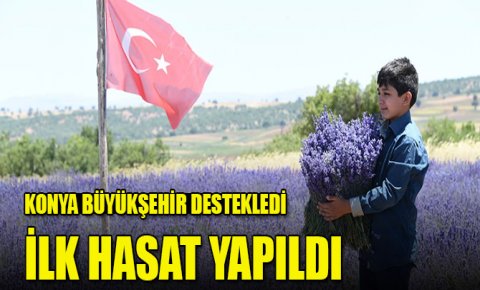 Konya Büyükşehir Belediyesi’nin desteğiyle ekilen lavantanın ilk hasadı yapıldı