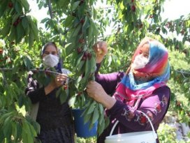 Kiraz üreticisi ürünün dalında kalmasından endişe ediyor