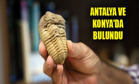 Antalya ve Konyada 500 milyon yaşında iki fosil bulundu