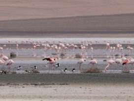 Düden Gölü’ndeki flamingo sayısı düştü