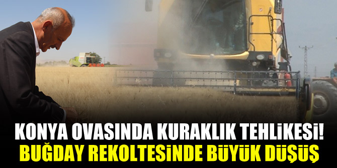 Konya ovasında kuraklık tehlikesi! Buğday rekoltesinde büyük düşüş