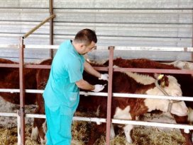 Hayvan hastalıklarıyla mücadele sürüyor