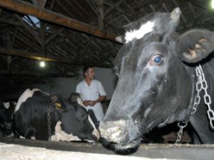 İnekler, Angusla gebe bırakılıyor