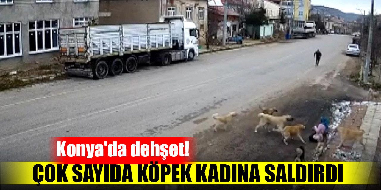 Konyada dehşet! Çok sayıda köpek kadına saldırdı