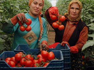 Konya’da tıbbi ürünler yetişecek