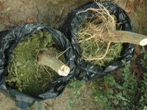 Uyuşturucu tacirleri 35 kg esrarla yakalandı