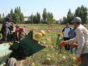 Beyşehirli çiftçinin alternatif ürünü çekirdeklik kabak