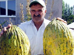 Kavun, çiftçiyi sevindirdi