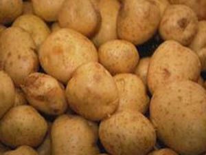 Konya, patates üretiminde iddialı