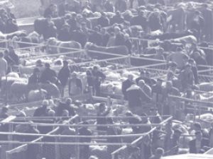 Kurbanlık almaya gitti, parası çalındı