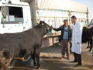 Meramda denetimler hat safhada