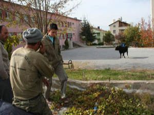 Firari boğa ortalığı birbirine kattı