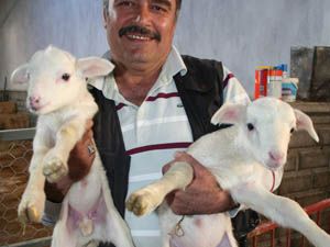 Gönende sonbahar kuzuları