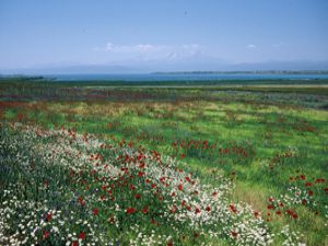 Bakanlığın eylem planı Beyşehiri kurtardı