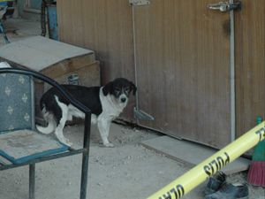 Sadık köpek ölen sahibini terketmedi
