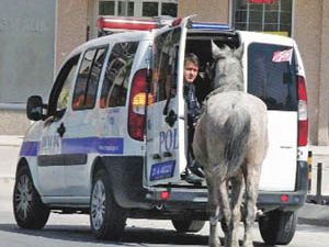 Polisin at kurtarma operasyonu