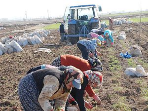 Türkiyenin havuç ihtiyacını karşılıyorlar