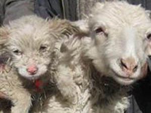Koyun köpek doğurdu