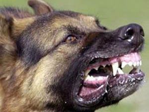 Karapınarda köpek saldırısı