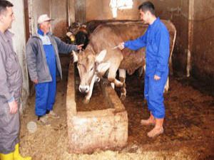 Beyşehirde şap aşısı kampanyası