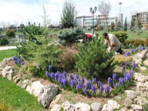 Rengarenk sümbüllerle parklar daha güzel