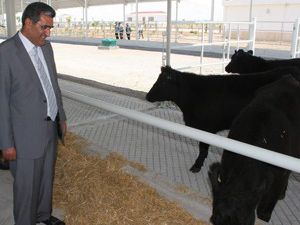Anguslar uyum sağladı, yenileri geliyor