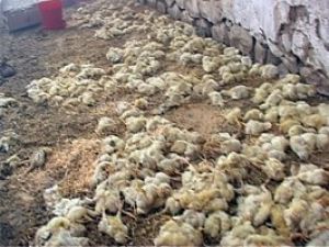 Tavuk çiftliğinde yangın çıktı