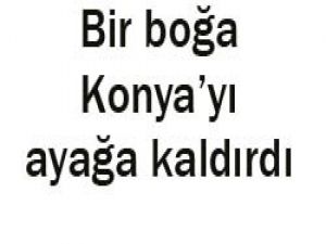 Konyada boğa paniği