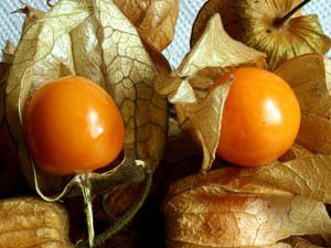 Altın çilek alternatif ürün oldu