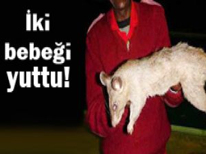 Bu fare insan yiyor!