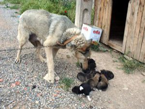 Cezaevi köpeği 9 yavru doğurdu